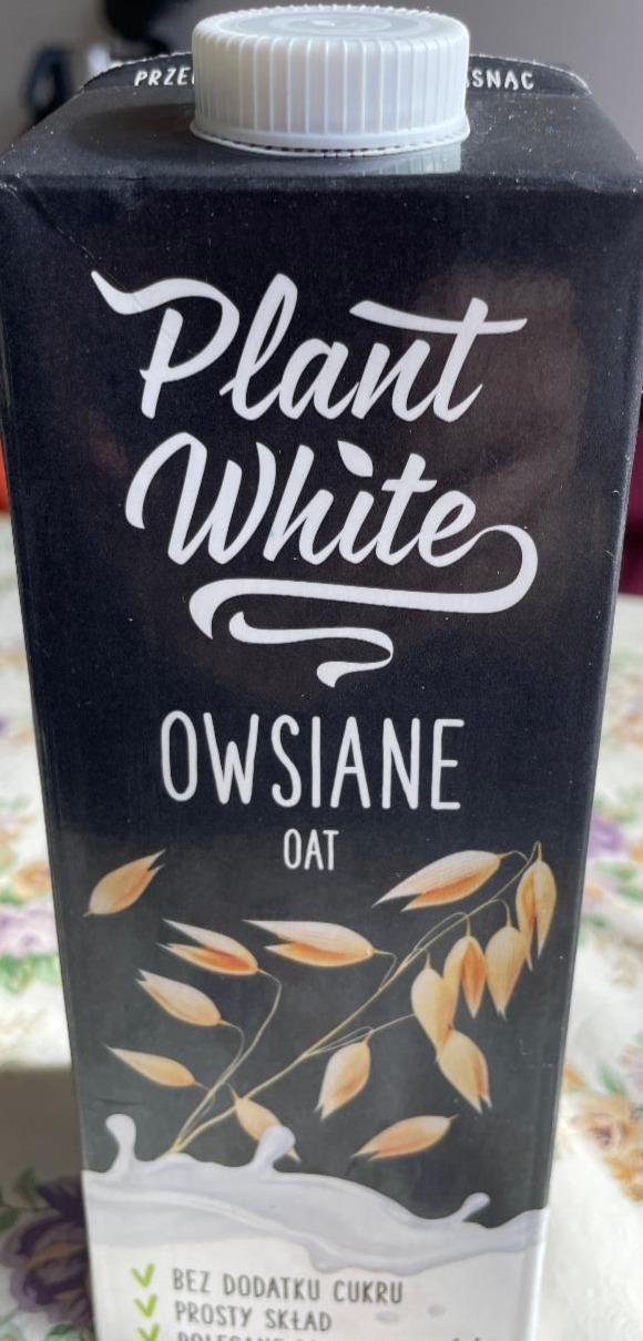 Fotografie - Owsiane oat Plant White