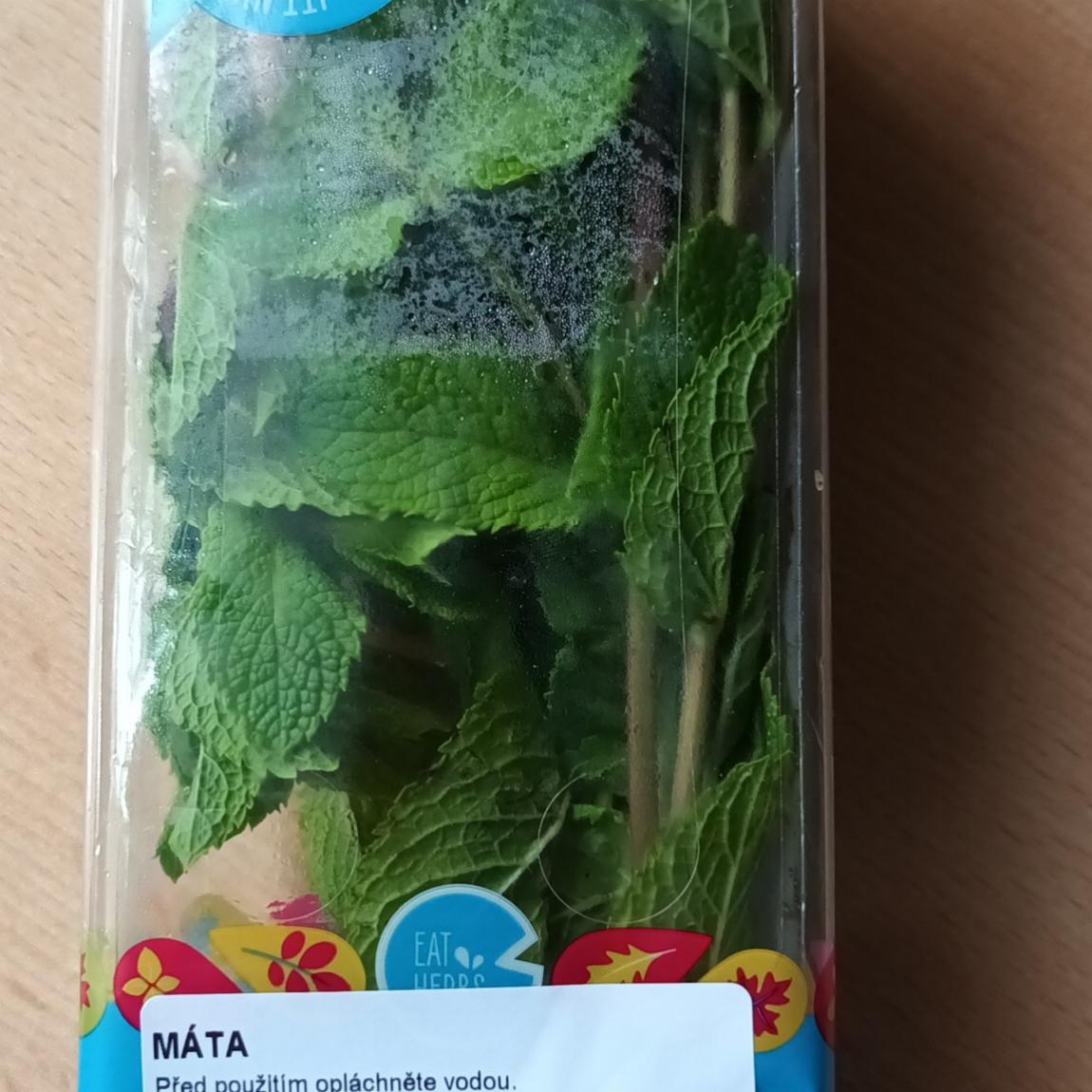 Fotografie - Titbit Eat Herbs Máta