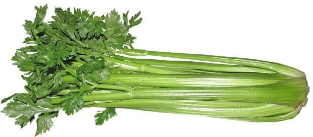 Fotografie - řapíkatý celer