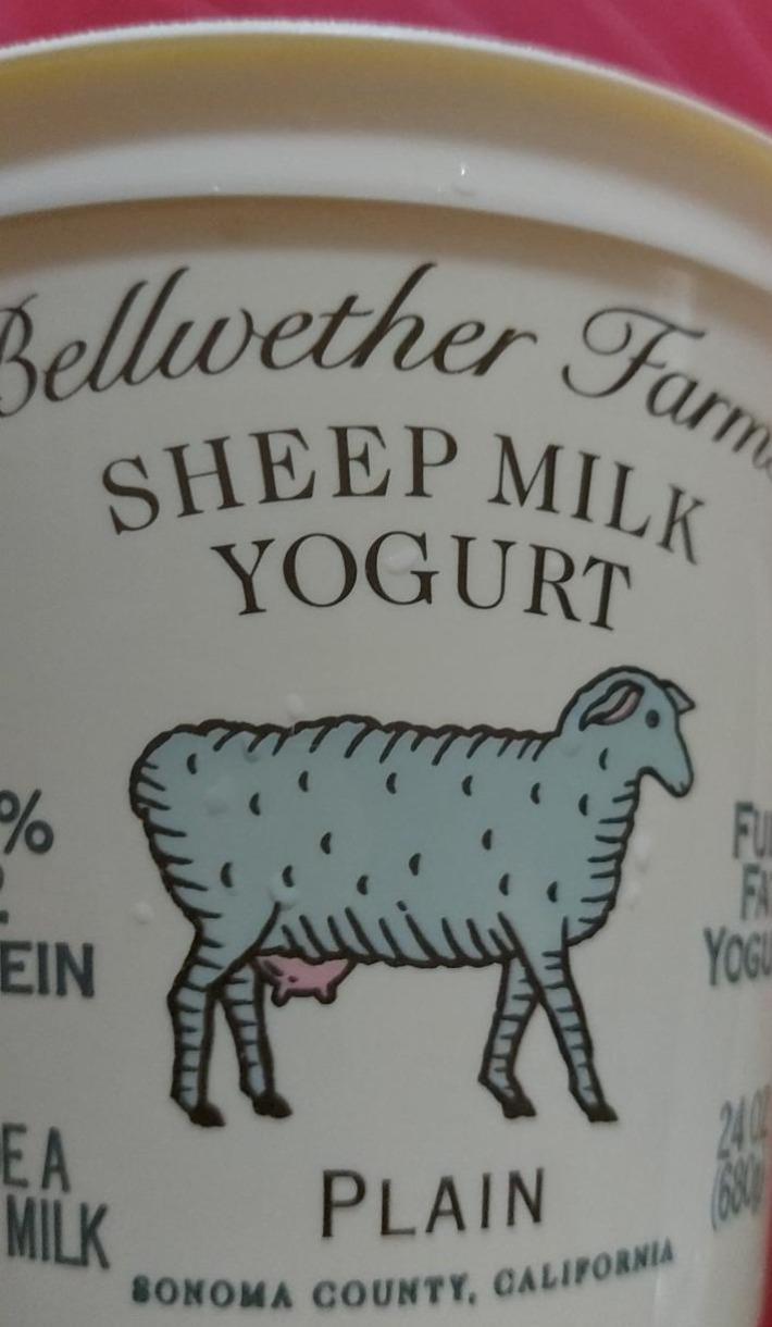 Fotografie - Sheep Milk Yogurt Plain Bellwether Farms