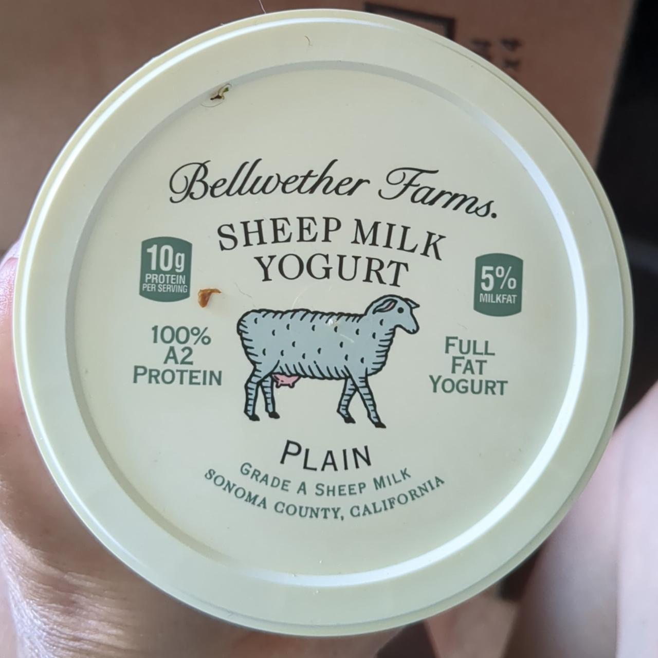 Fotografie - Sheep Milk Yogurt Plain Bellwether Farms