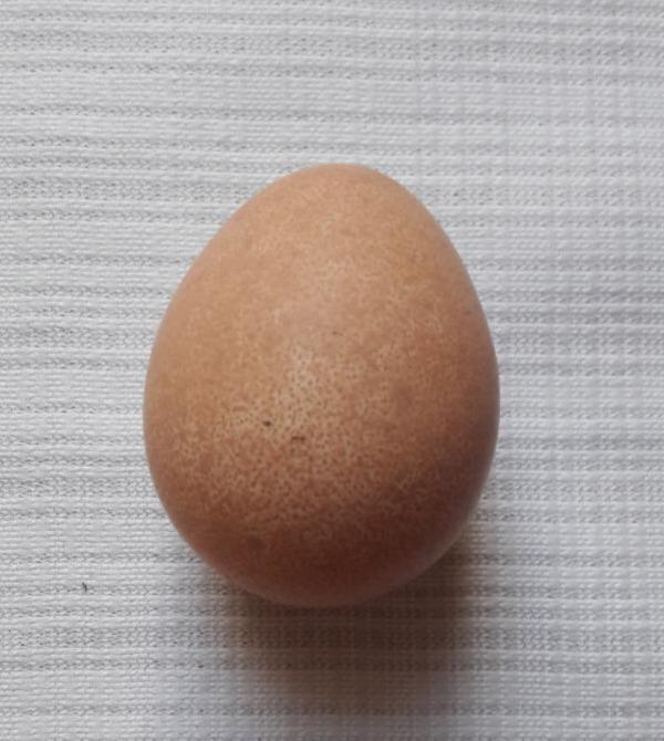 Fotografie - vejce perliččí