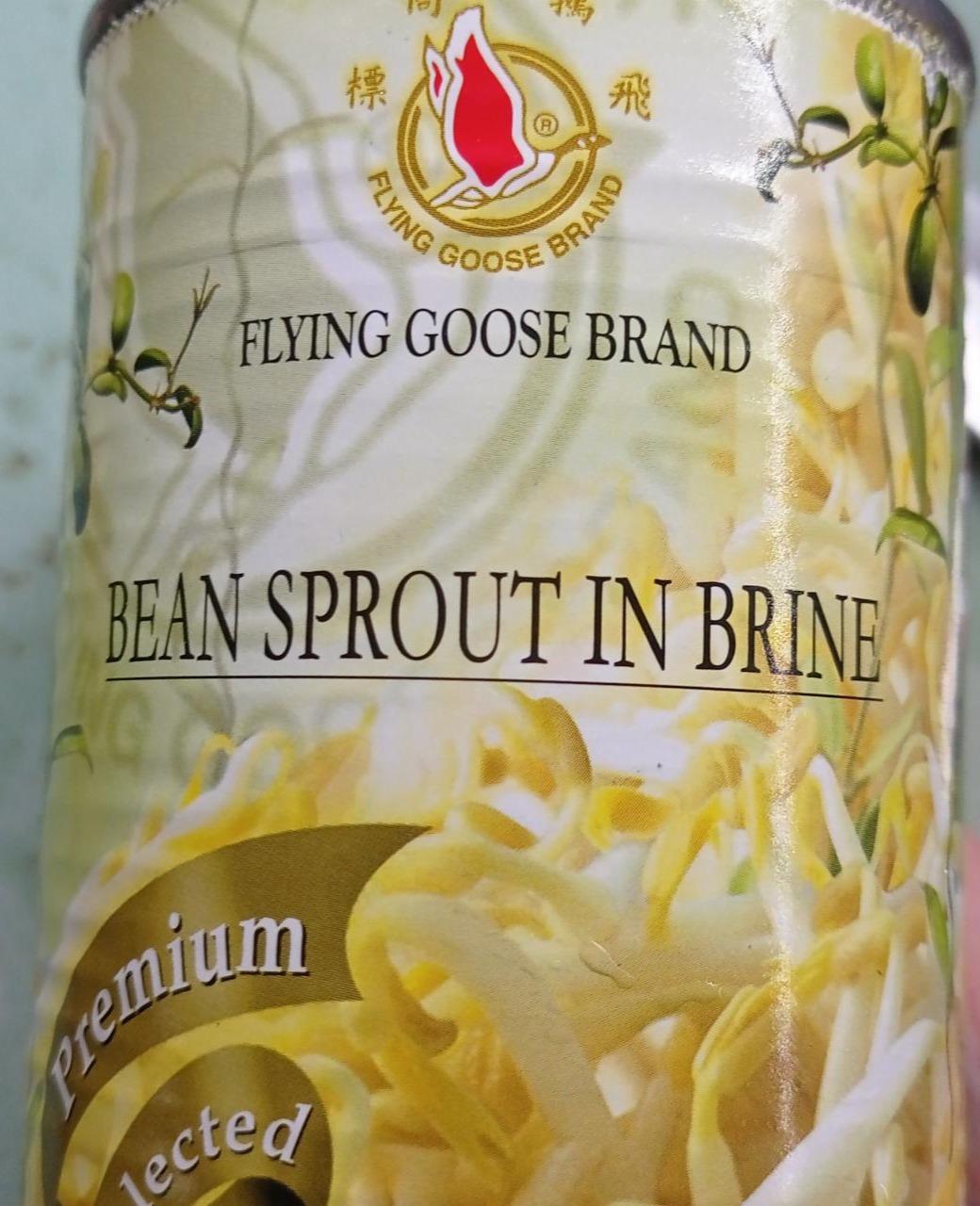 Fotografie - Bean Sprout in Brine Flying goose brand