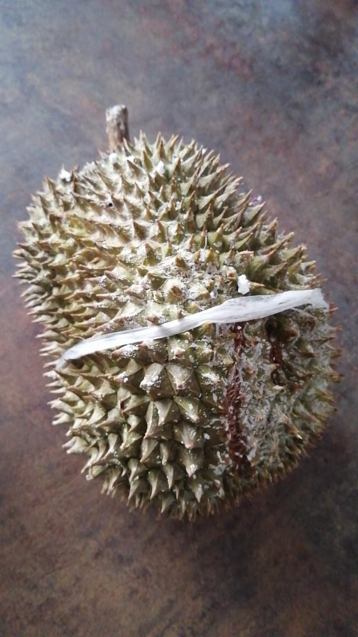 Fotografie - durian